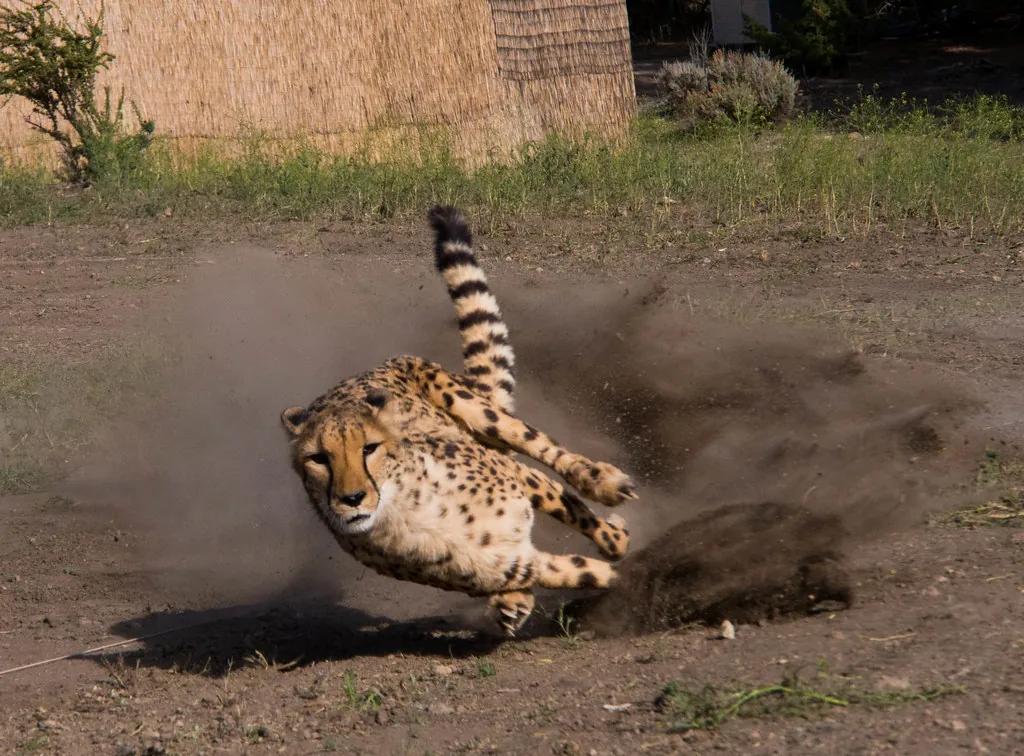 Wildlife image 1