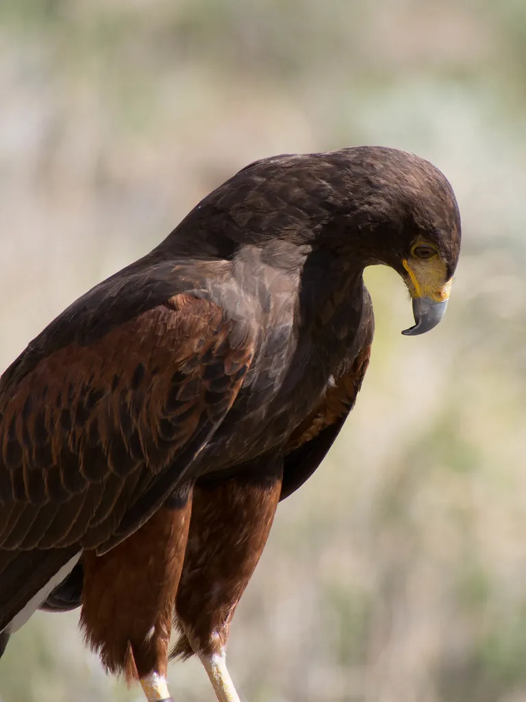 Wildlife image 2