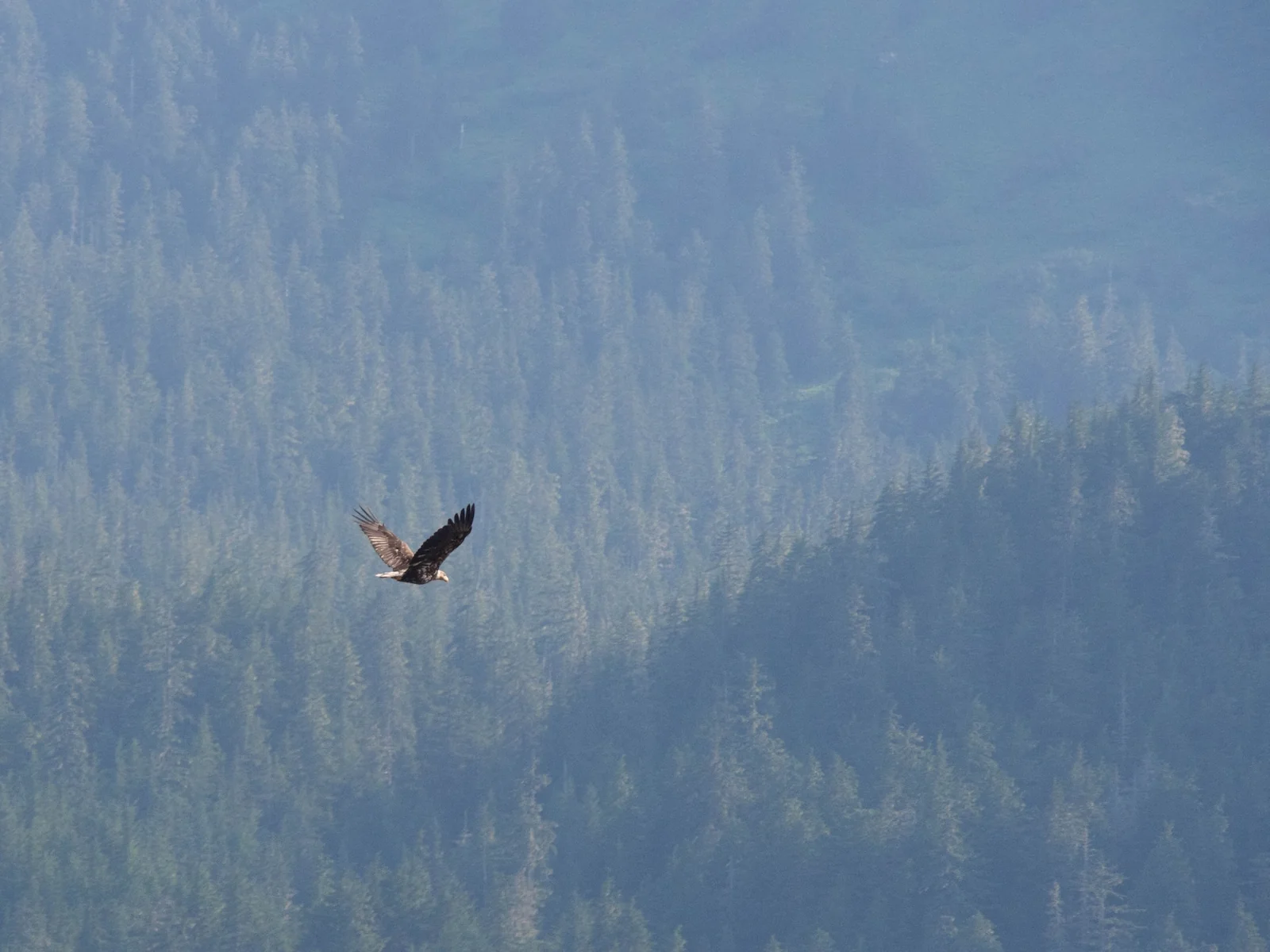 Wildlife image 3